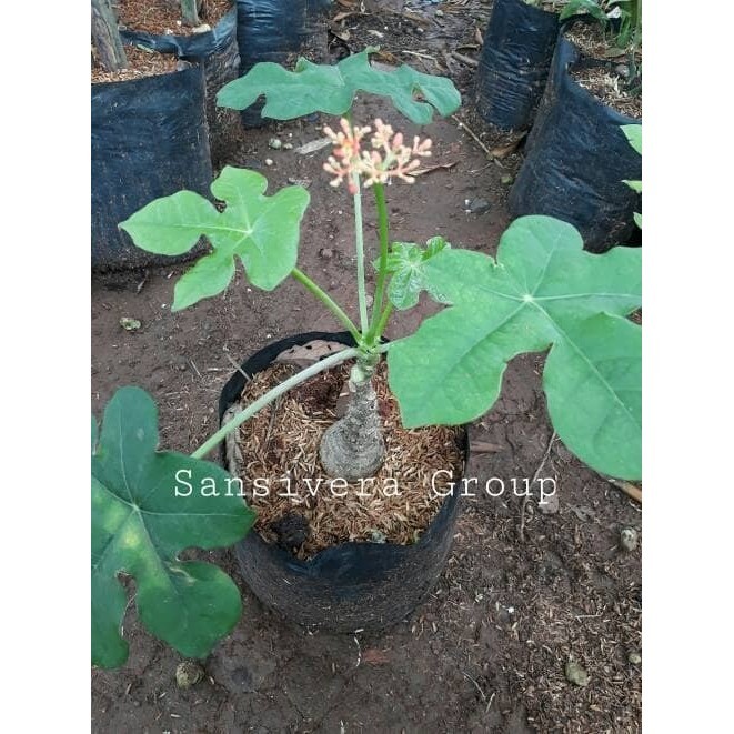 Tanaman Jarak Bali / Jarak Botol / Buddha Belly