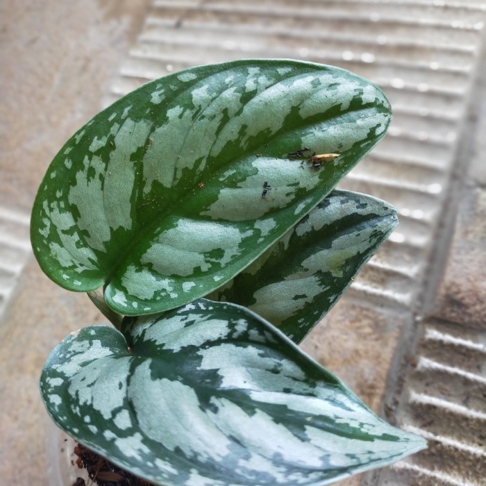 Scindapsus Silver Lady