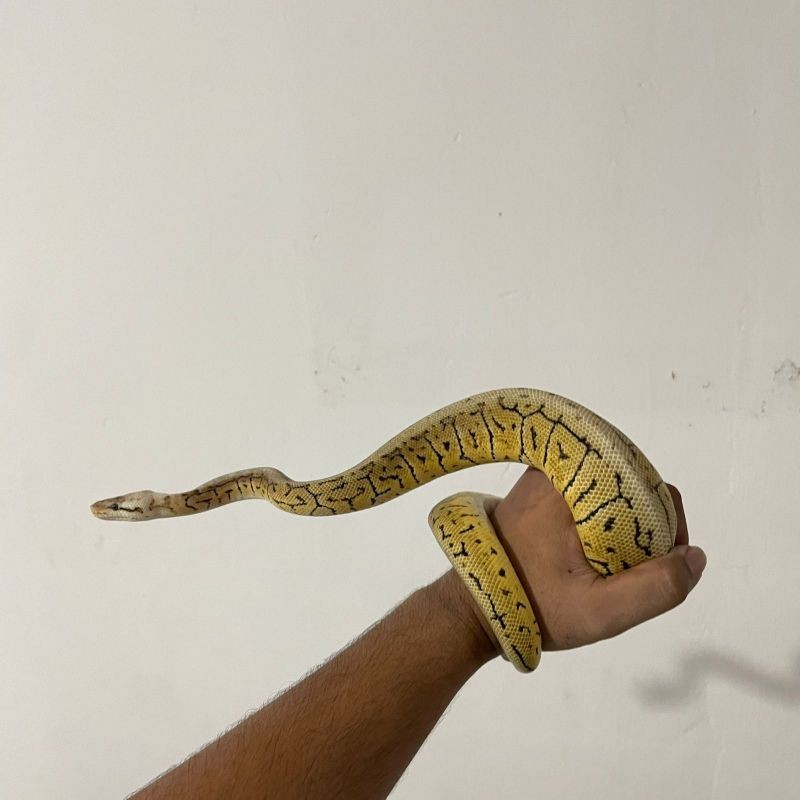 Ball python Lemon blast spot nose enchi het dg clown
