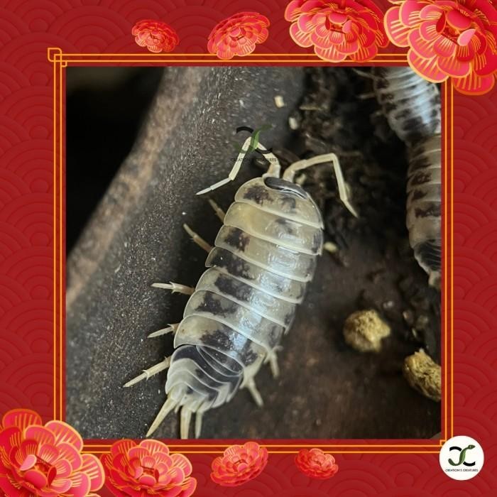 PAKET PORCELLIO ISOPODA TERRARIUM