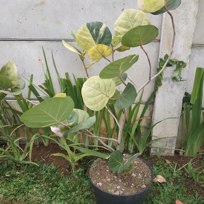 Pohon Anggur Laut Variegata
