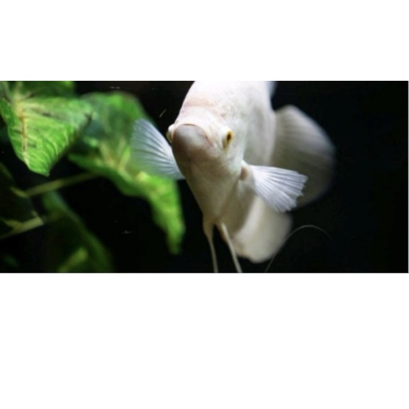 Gurame ALBINO/ PADANG