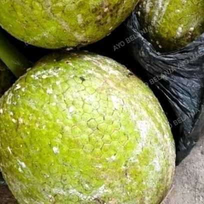 

Buah Sukun per bj ( pasar tradisional jogja)