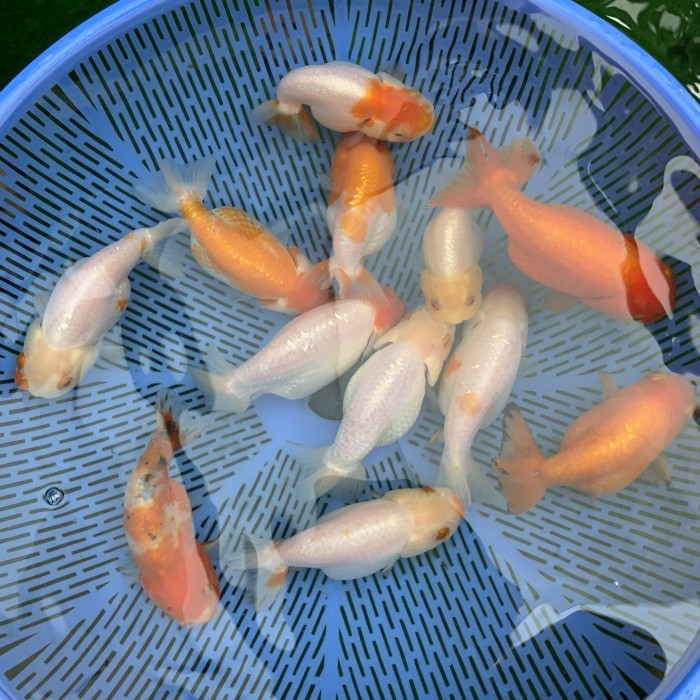 Ikan Hias Mas Koki Ranchu Buffalo Red White Lionchu Gelfood Aquarium
