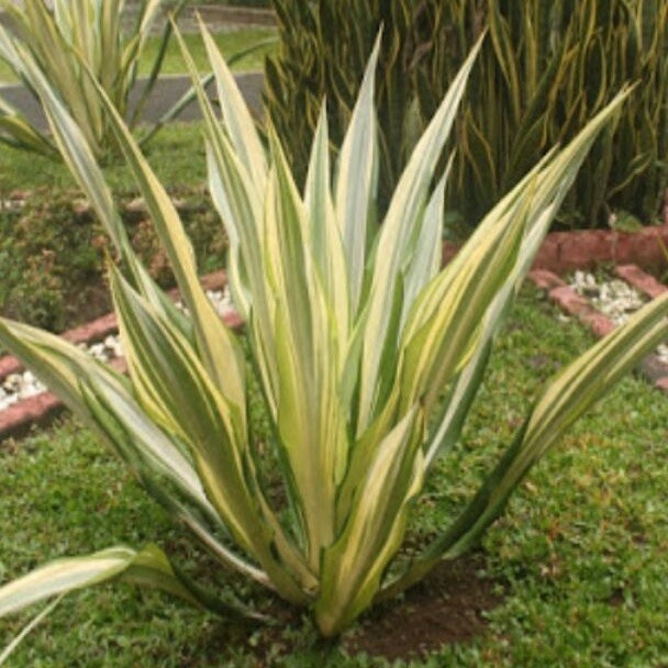 Tanaman Hias Agave Putih/Agave Gigantea