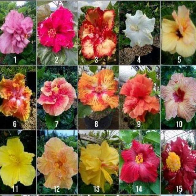 Bibit Ribang, Bunga Sepatu Hibiscus