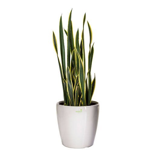 Bibit Lidah Mertua Atau Sanseviera Black And Gold