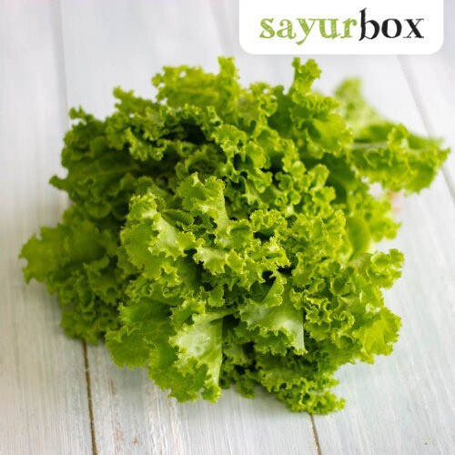 

Selada Keriting Organik Organik 250 gram Sayurbox