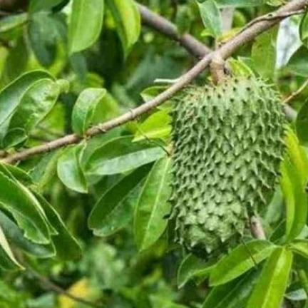 

DAUN SIRSAK HERBAL SEGAR HIJAU NON KIMIA 100LEMBAR LANGSUNG DI PETIK - PROMO