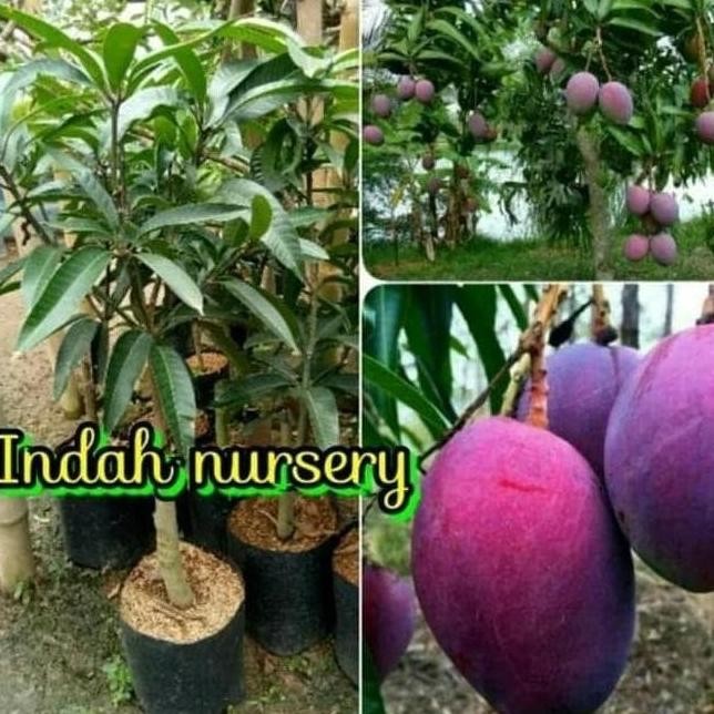 BIBIT MANGGA ERWIN HASIL CANGKOKAN SUDAH BERBUAH TANAMAN BUAH ATY