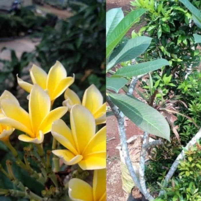 PROMOPOHON KAMBOJA BALI BUNGA KUNING//TINGGI 1 METER