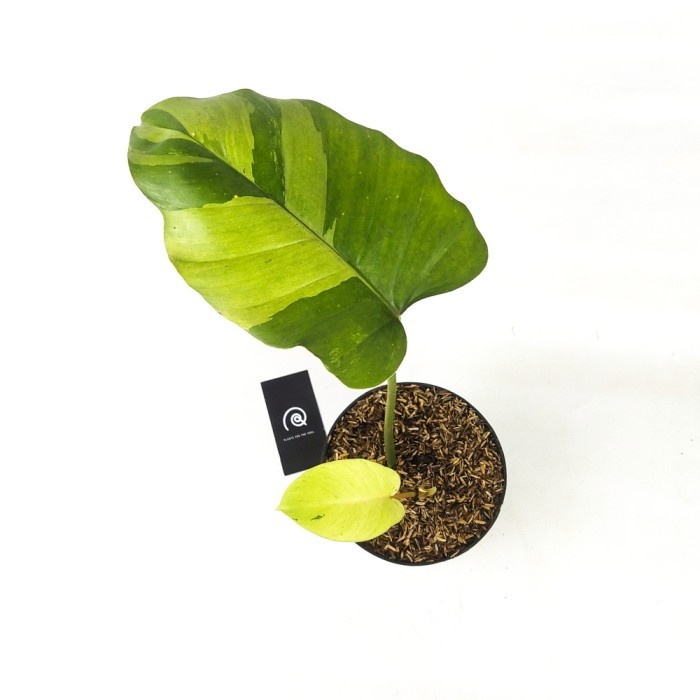 PHILODENDRON JUNGLE FEVER VARIEGATA - TANAMAN HIAS KOLEKSI / HOUSPLANT