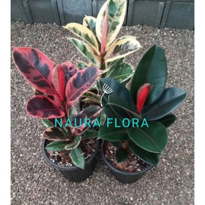 SALE PAKET HEMAT 3 KARET KEBO MERAH/KARET KEBO HIJAU/KARET KEBO KUNING