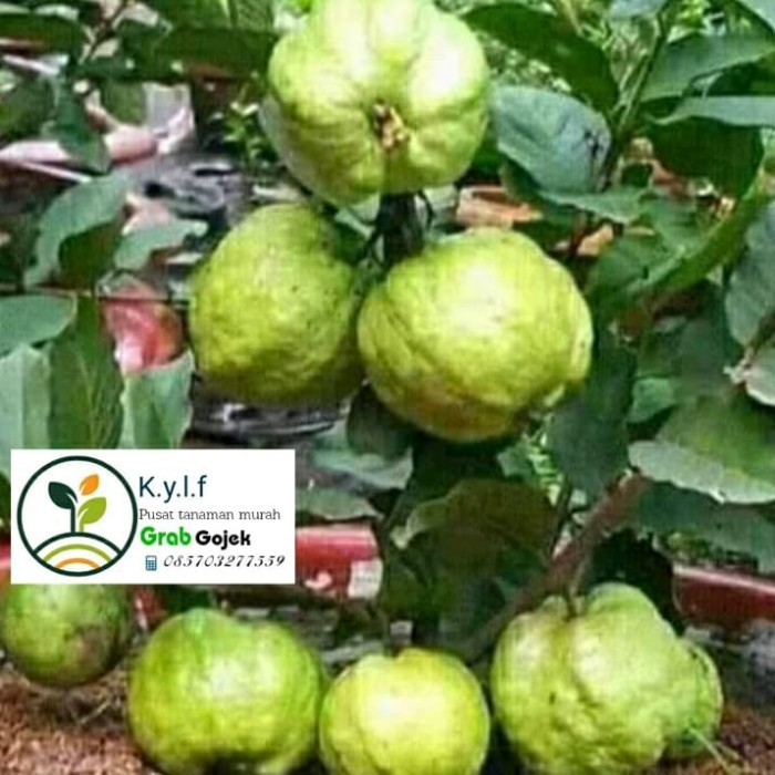 JAMBU CRISTAL / JAMBU KRISTAL BANGKOK / BUAH JAMBU BIJI / POHON BUAH