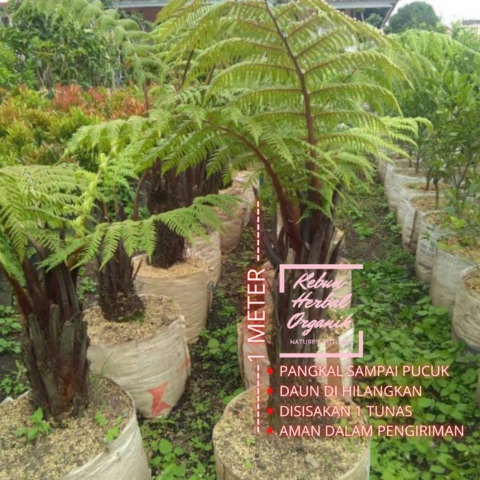 POHON PAKIS PAKU TIANG HIAS/PAKIS MONYET 1 METER
