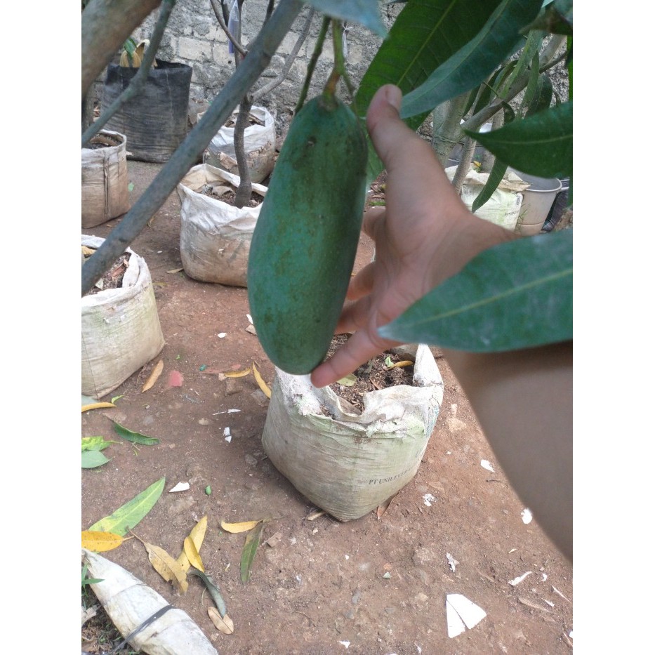 POHON MANGGA MAHATIR BERBUAH/BIBIT MANGGA MAHATIR
