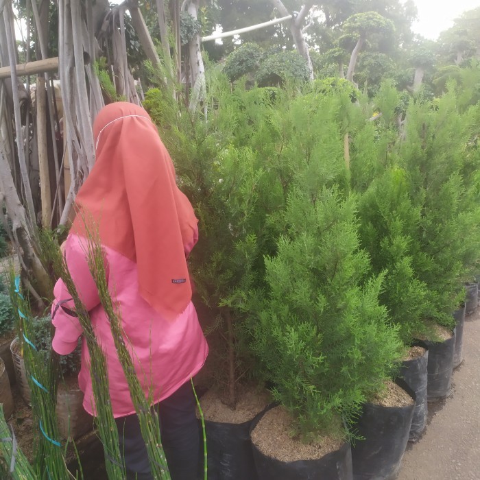 POHON CEMARA WANGI 1 METERAN