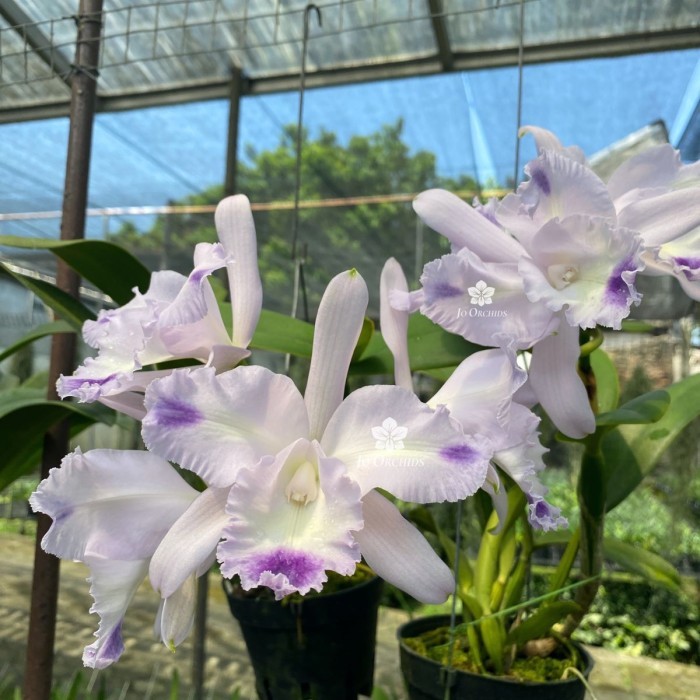 ANGGREK CATTLEYA SPECIES ANGELA