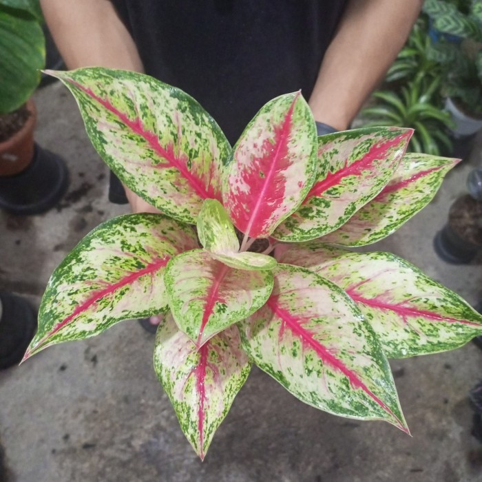 TANAMAN HIAS SWEET DREAM (AGLONEMA)