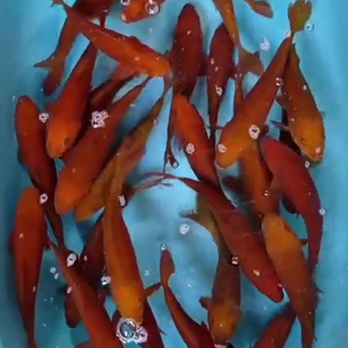 %$%$%$%$] ikan koi | Chagoi tembaga | penjinak kolam|