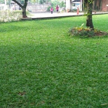 [Bibit] Rumput Gajah Mini/Bibit Rumput Gajah Mini [Unggul]