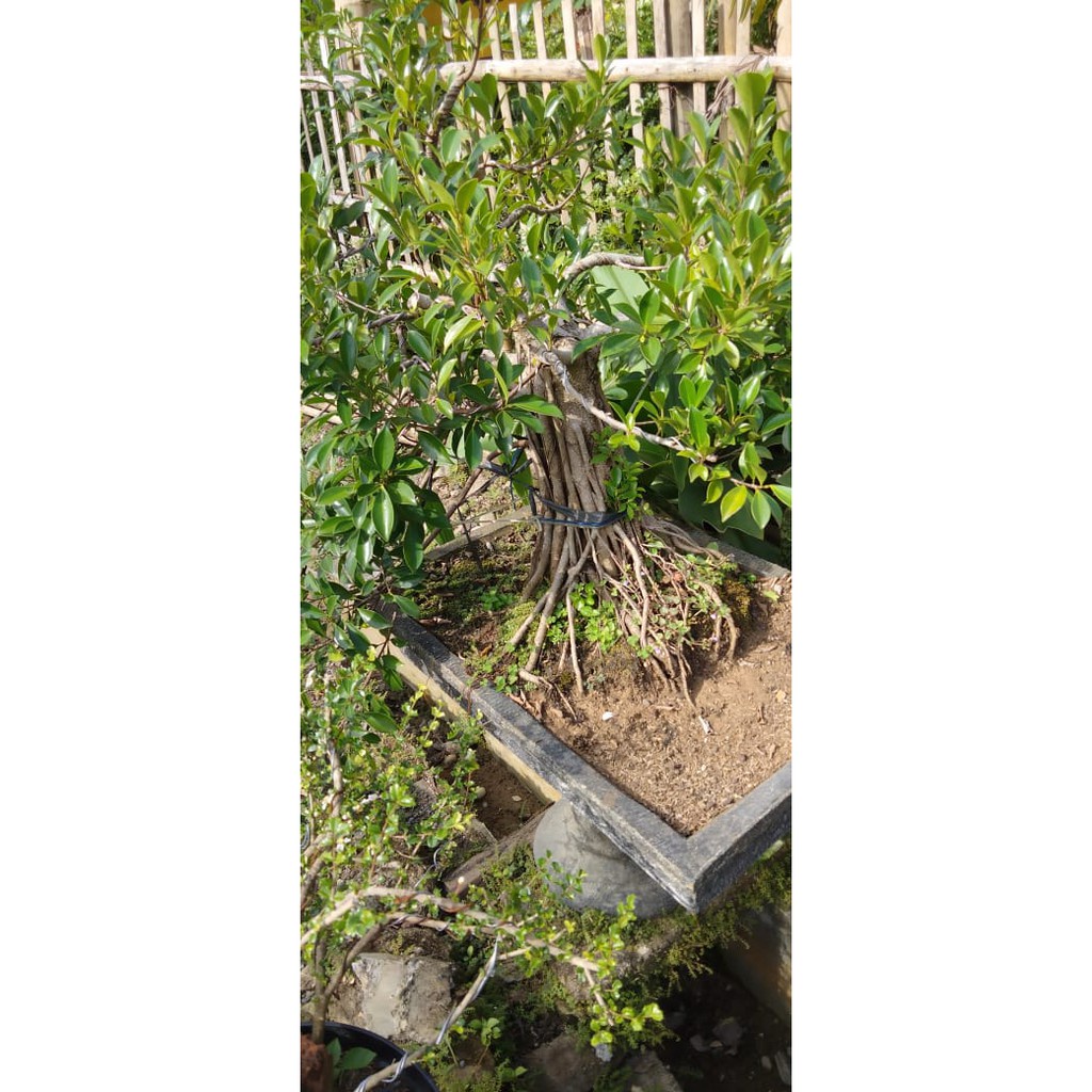 Bonsai Beringin Kimeng Jumbo Tanaman Hias Murah Berkualitas