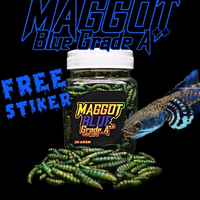 Event Ramadhan Maggot Blue Grade A++ SaintHan (Kemasan Baru) untuk Ikan Channa Blue Pulchra, Auranti