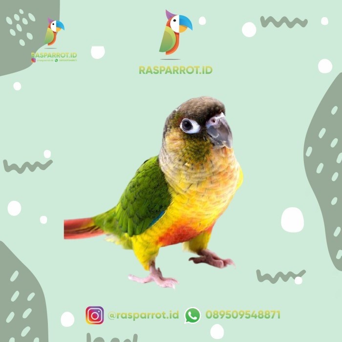 Terlaris Yellow Side Conure / Ysc