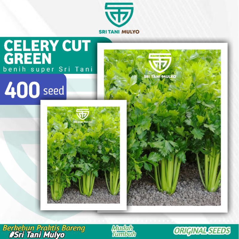 400 Biji - Benih Seledri Import CELERY CUT GREEN / Bibit Tanaman Sayur Sayuran Benih Unggul Repack