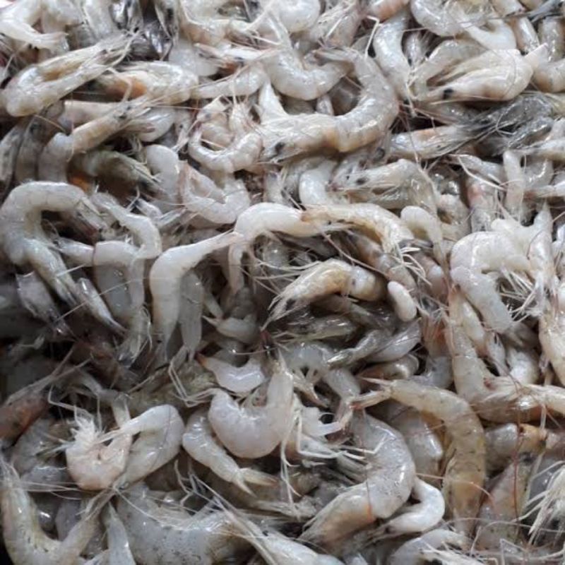 Udang Kecil / Udang Baby / Udang Segar