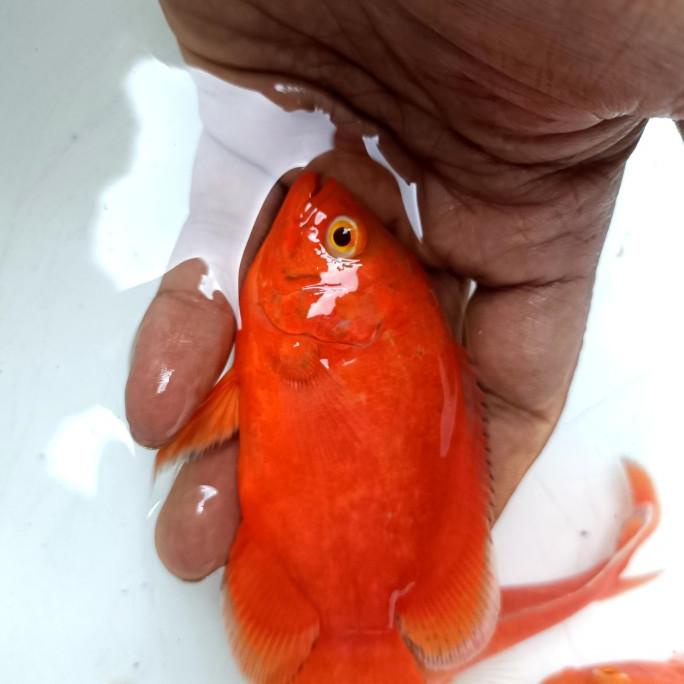oscar red chili ukuran 7 cm Dapat 2 ekor