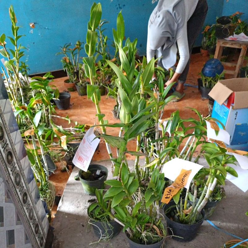dendrobium besar pasca