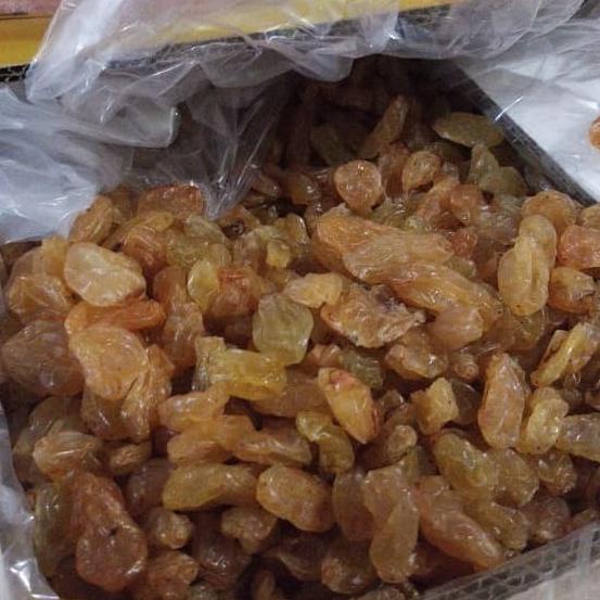

Produk Terbaik] Kismis kuning besar 500 gram