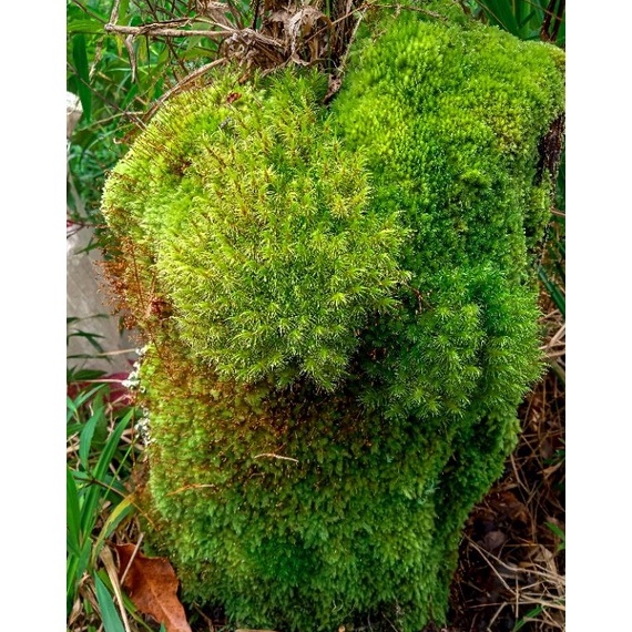 mpnf -28 Media Tanam Lumut Hidup / Moss Lumut Pinus & Lumut Tutup Pot WLP