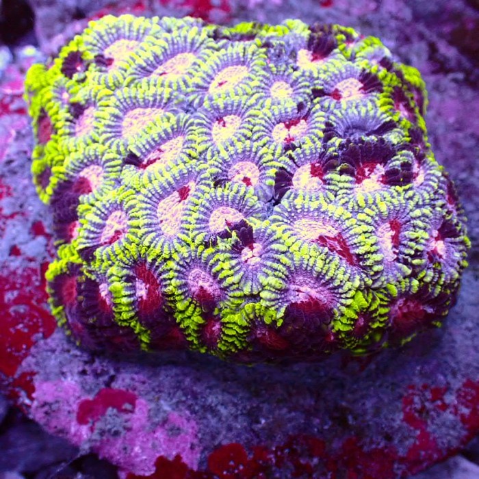 MUST HAVE PURPLE HEART FAVIA TERLARIS