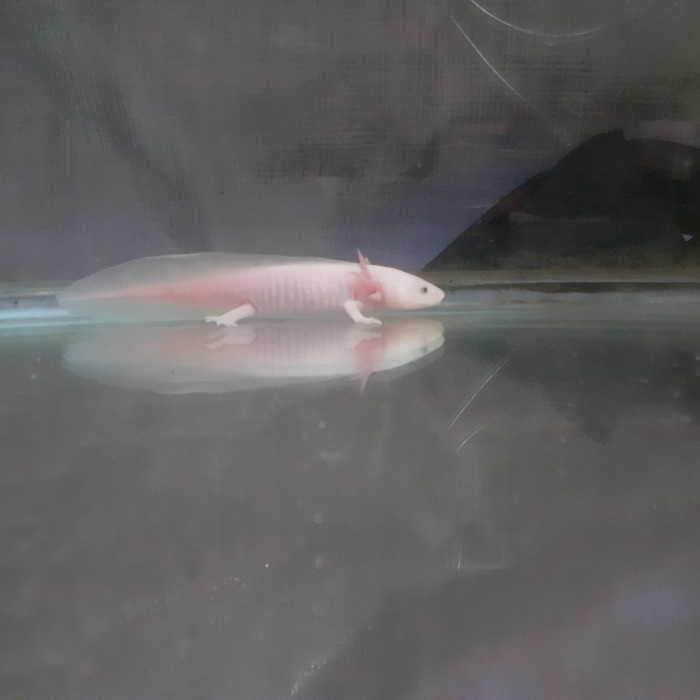 HOT SALE AXOLOTL LEUCISTIC TERBARU