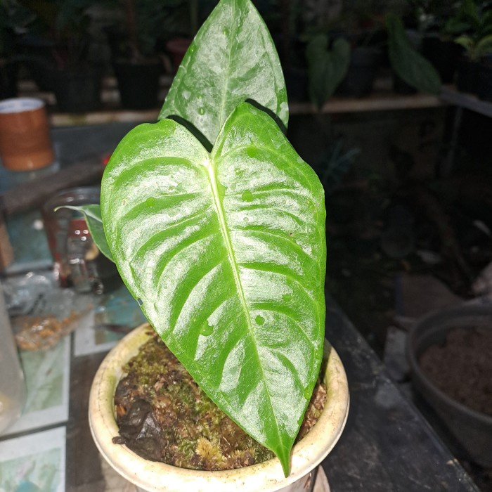Terlaris Anthurium Veitchii King Ori