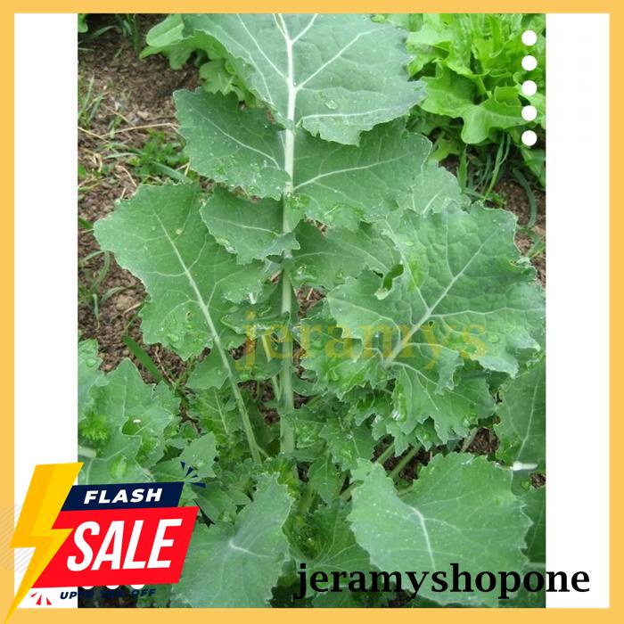 EKSKLUSIF BENIH-BIBIT KALE DWARF SIBERIAN (HAIRA SEED) 