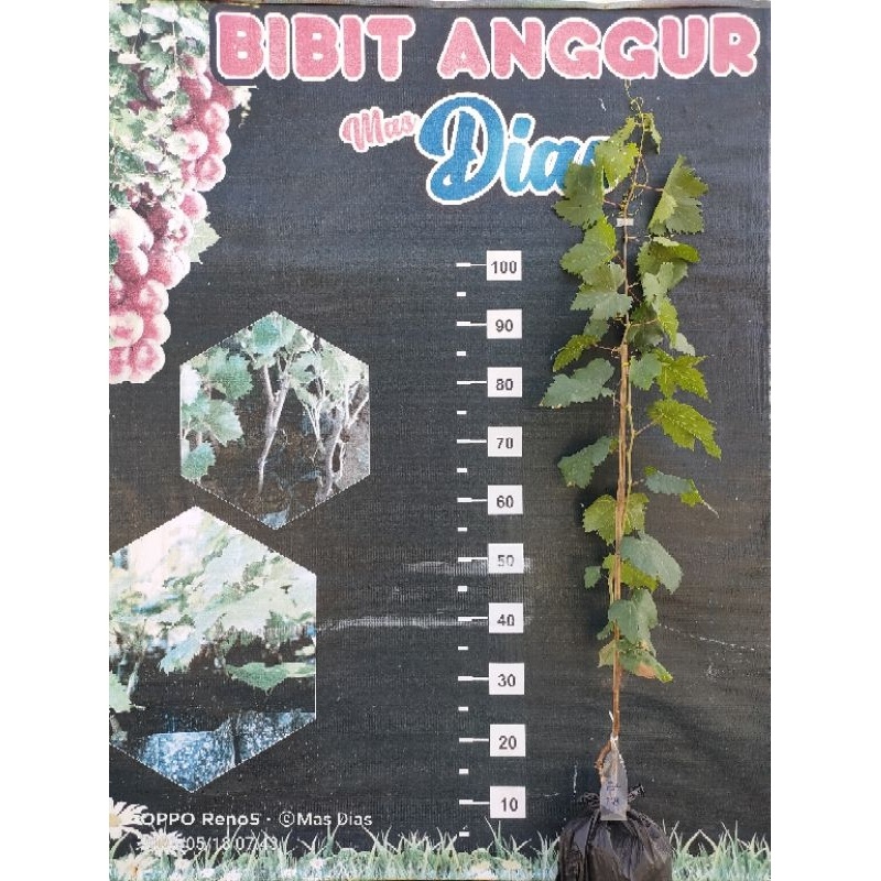 Bibit Anggur Early Adora