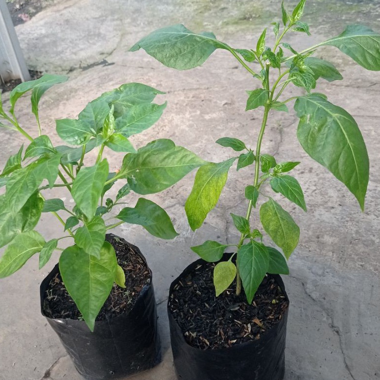 Murah Meriah.. Pohon Cabe Rawit Setan, cabe merah, Bibit pohon Cabe Rawit Setan