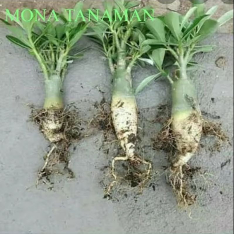tanaman adenium bunga tumpuk cabang seribu