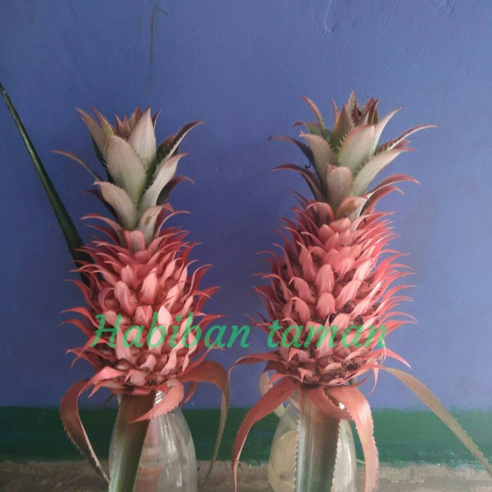 

Nanas merah Asli (muda)