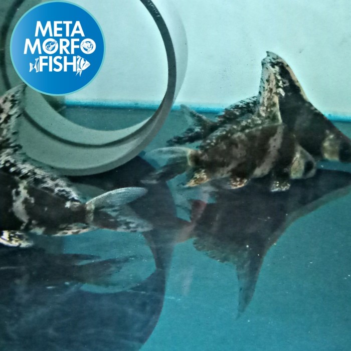 chinese high fin chf