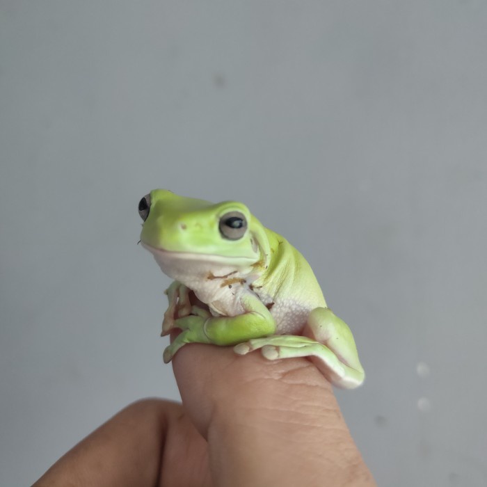 katak pesek dumpy frog jinak no pacman pixi bullfrog kodok tanduk