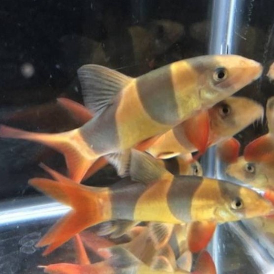 ikan botia botia badut clown badut hiasan aquarium 10 cm up