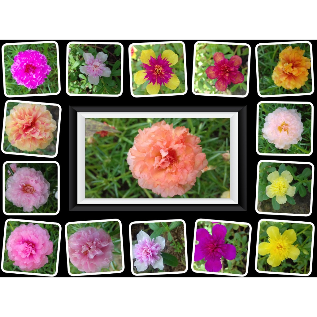 BIBIT BUNGA KROKOT WARNA WARNI KROKOT TUMPUK PER WARNA 7 STEK / MIX  15 WARNA