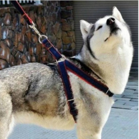 Harness Y Leather Dog