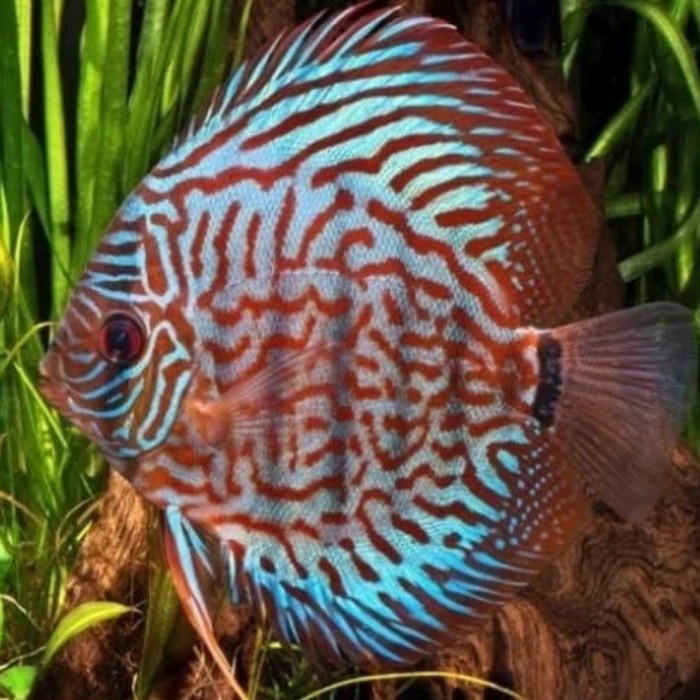 ikan hias air tawar aquarium discus diskas blue turquoise aquascape
