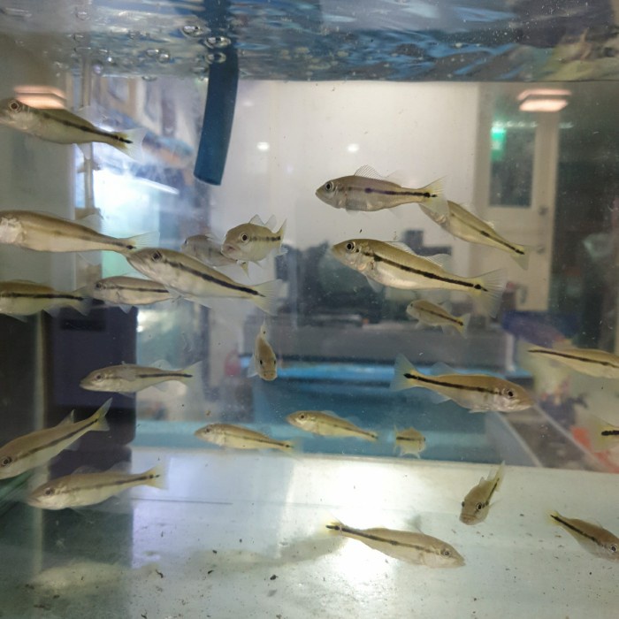 Baby Peacock bass Pinima / Pbass Pinima / Peacockbass Pinima