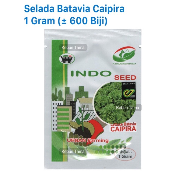Benih Selada Batavia Caipira Enza Zaden Indogreen Indoseed Isi 1 Gram